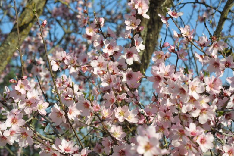 Wild Almond